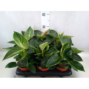 Philodendron   ...