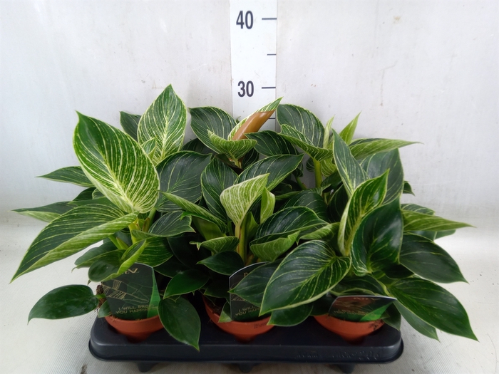 <h4>Philodendron   ...</h4>