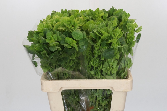 <h4>Moluccella Laevis</h4>