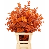Euc. Cinerea Preserved Orange
