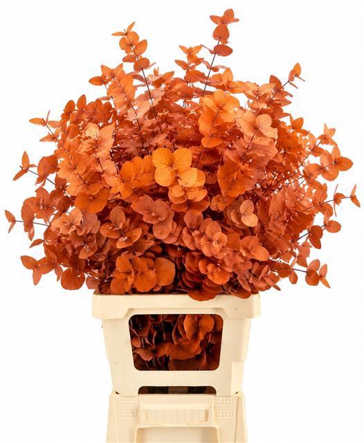 <h4>Euc. Cinerea Preserved Orange</h4>