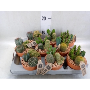 Arr.  Cactus L%