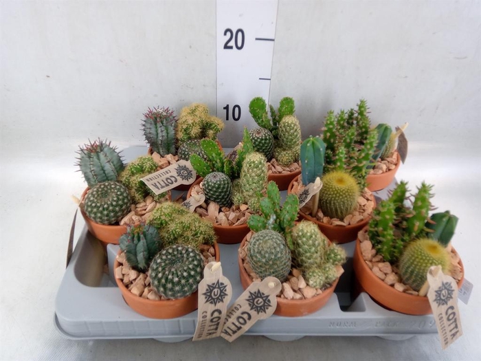 <h4>Arr.  Cactus L%</h4>