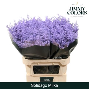 Solidago Painted