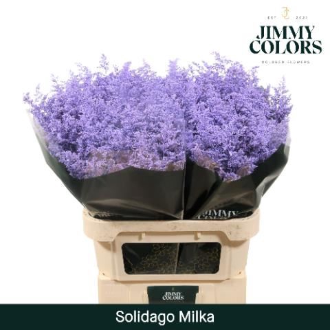 <h4>Solidago Painted</h4>