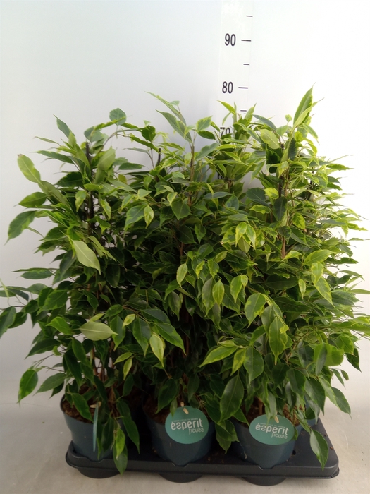 <h4>Ficus benja. 'Anastasia'</h4>