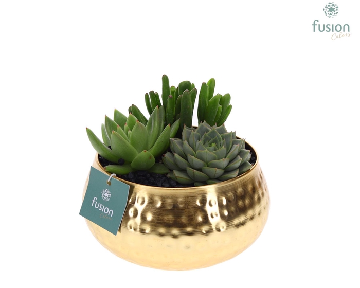 <h4>Schaal Indian metaal goudkleurig met Succulenten</h4>