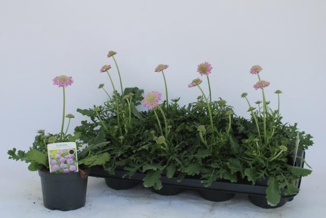 <h4>SCAB CO PINK MIST</h4>