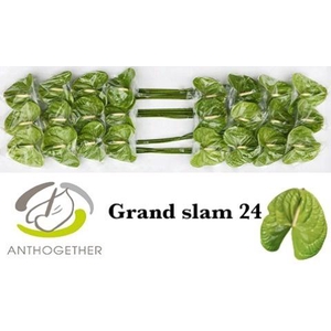 Anthurium Grand Slam