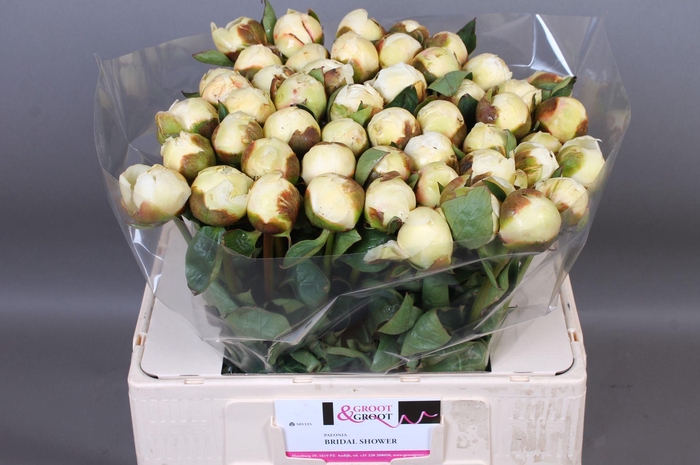 <h4>Paeonia Bridal Shower | Heavy Quality</h4>
