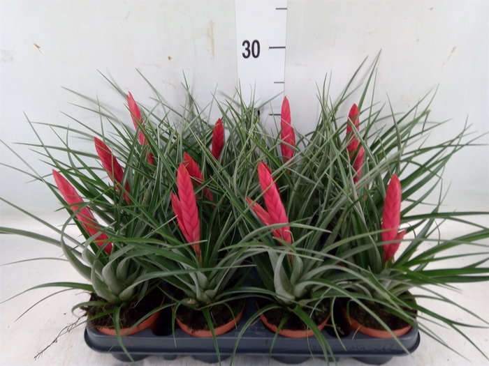 <h4>Tillandsia</h4>