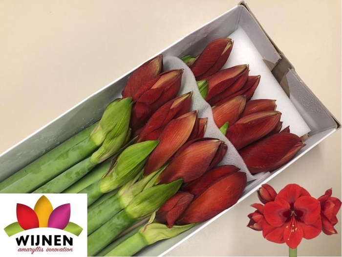 <h4>HIPP GA PRIMITIVO</h4>