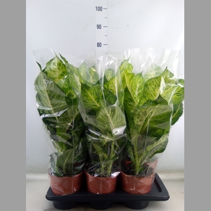Dieffenbachia  'Mars'