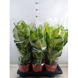 Dieffenbachia  'Mars'
