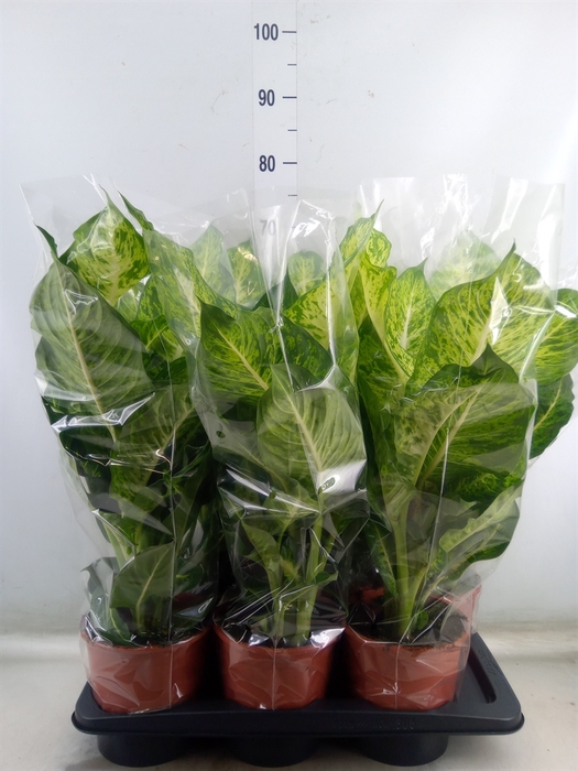 <h4>Dieffenbachia  'Mars'</h4>