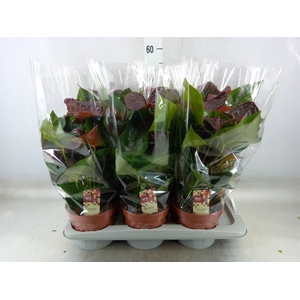 Anthurium andr. 'Essencia'