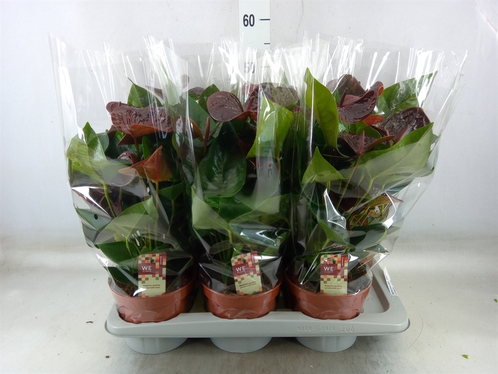 <h4>Anthurium andr. 'Essencia'</h4>