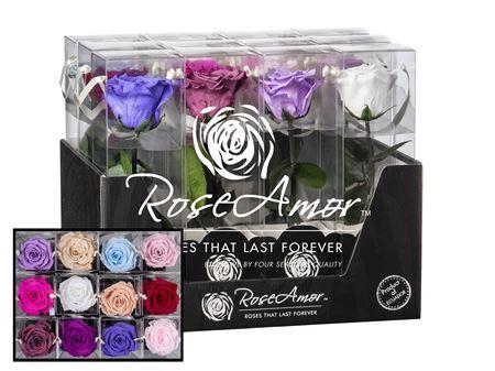 <h4>Display 20cm Stem Assorted Pastel</h4>