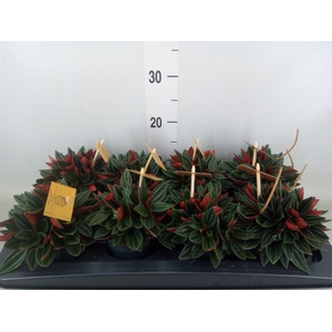 Peperomia caperata 'Rosso'