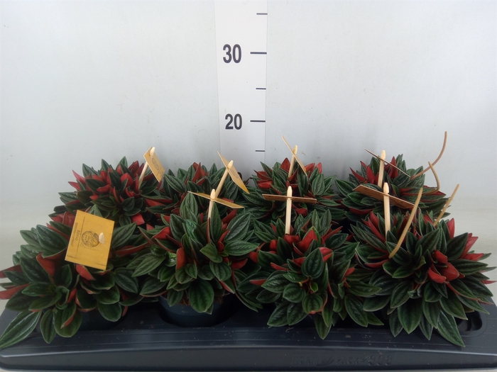 <h4>Peperomia caperata 'Rosso'</h4>