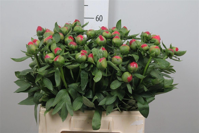 <h4>Paeo Hh Flame</h4>