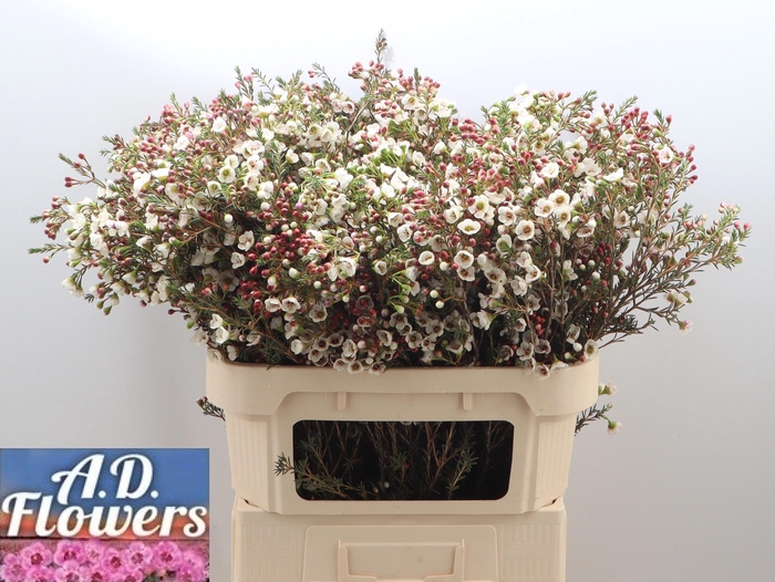 <h4>CHAME UN WHITE LION</h4>