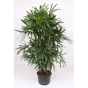 Rhapis excelsa