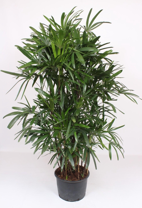 <h4>Rhapis excelsa</h4>