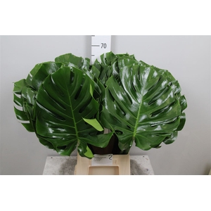 Monstera Blad 27cm