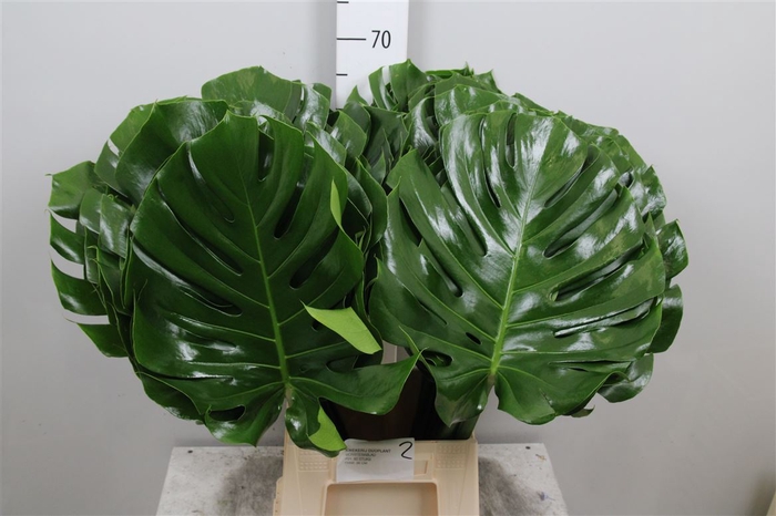 <h4>Monstera Blad 27cm</h4>