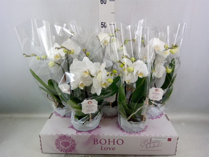 <h4>Phalaenopsis   ...white</h4>