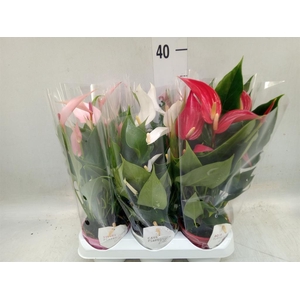 Anthurium   ...mix