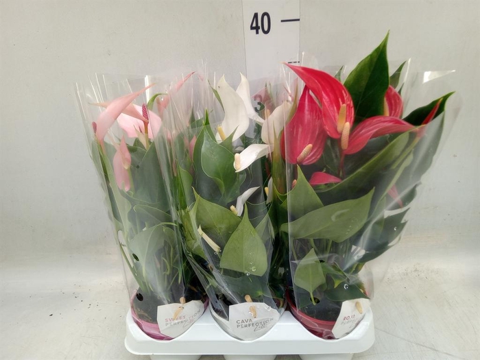 <h4>Anthurium   ...mix</h4>