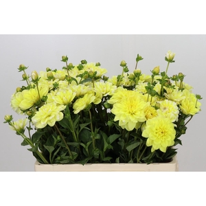 Dahlia Nagano Yellow