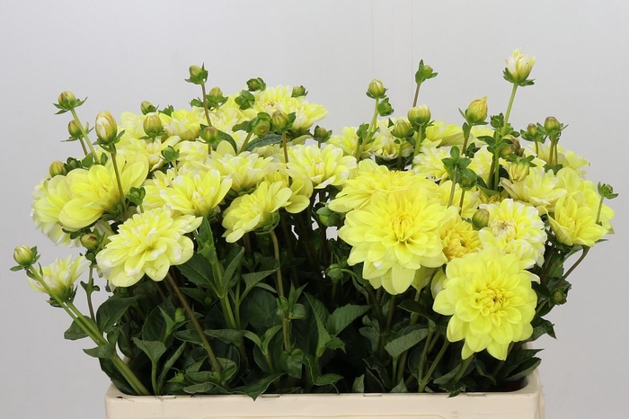 <h4>Dahlia Nagano Yellow</h4>