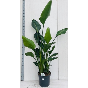 STRELITZIA NICOLAI