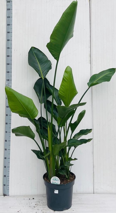 <h4>STRELITZIA NICOLAI</h4>