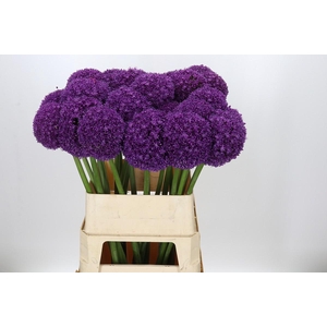 Allium Ambassador