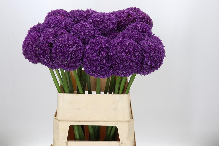 <h4>Allium Ambassador</h4>
