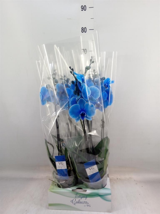 <h4>Phalaenopsis ...</h4>