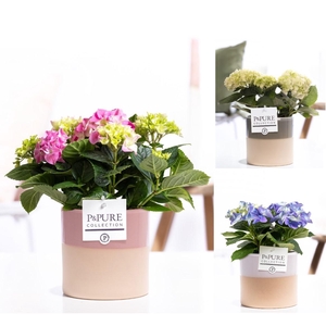 Hydrangea mix in P&PURE Tess ceramics ass. 3