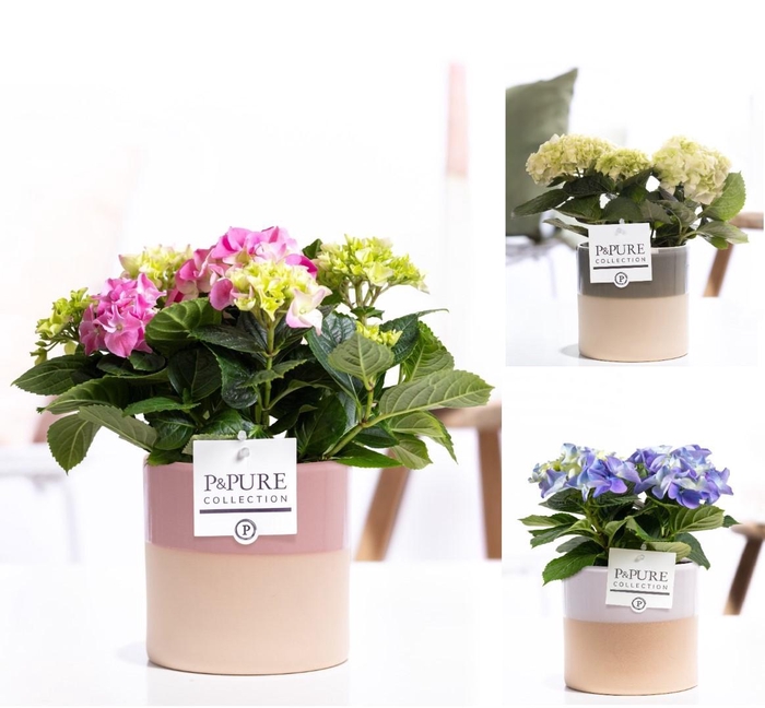 <h4>Hydrangea mix in P&PURE Tess ceramics ass. 3</h4>