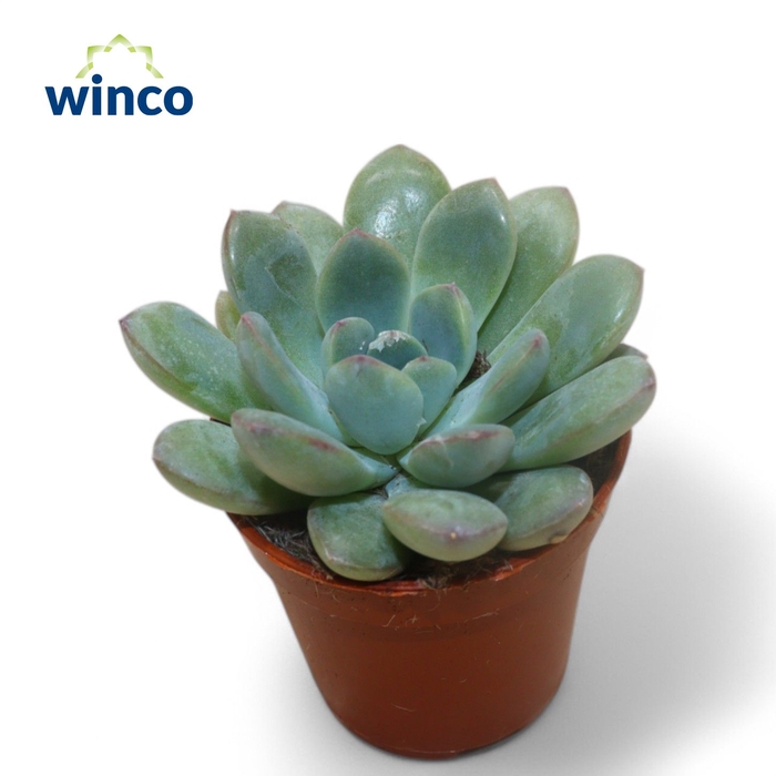 <h4>Echeveria Morning Dew</h4>