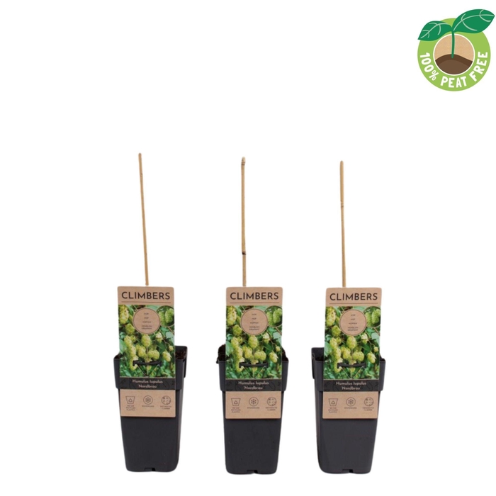 <h4>Humulus Lupulus Nordbrau</h4>