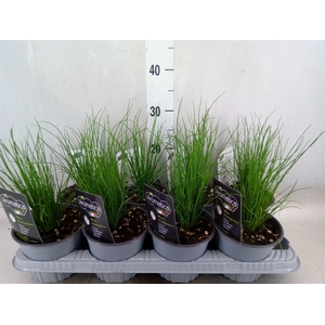 Allium schoenoprasum