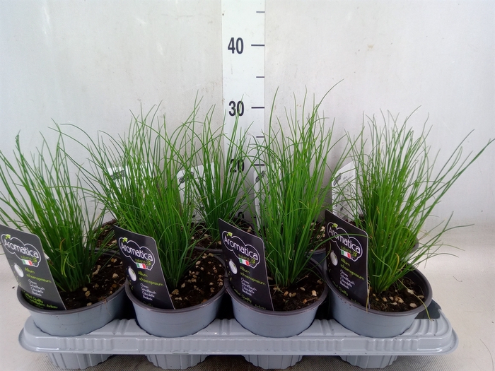 <h4>Allium schoenoprasum</h4>