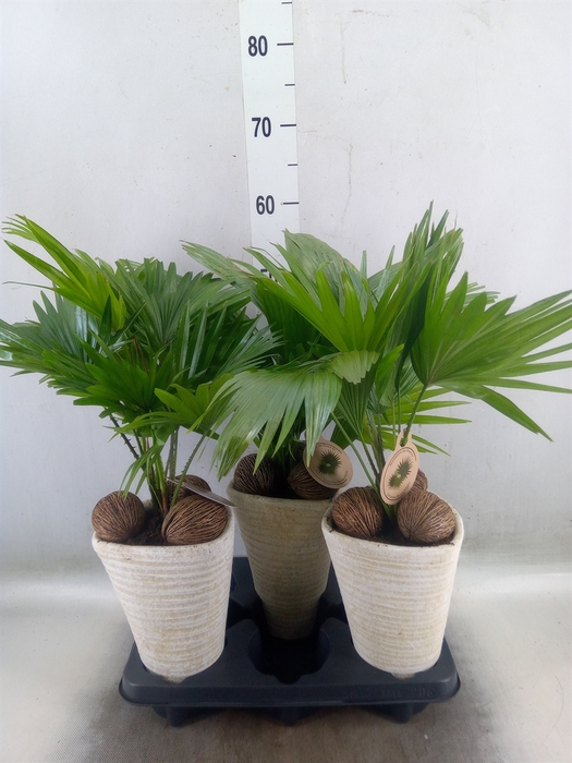 <h4>Livistona rotundifolia</h4>