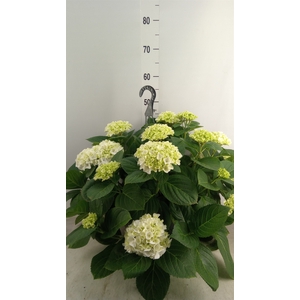 Hydrangea mac. 'Hi White Sun'