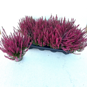 CALLU GA G FRANCA
