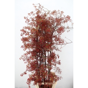 ROSA MULTI FLORA 180CM